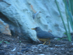 Turdus olivaceus