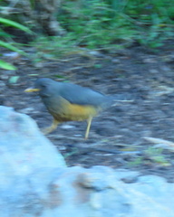 Turdus olivaceus