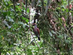 Patagioenas speciosa