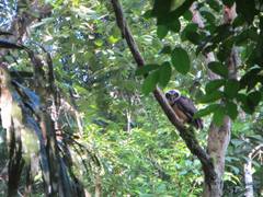 Pulsatrix perspicillata