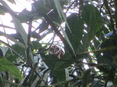 Pulsatrix perspicillata