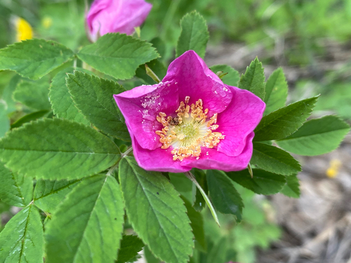 Rosa laxa, photograph 6