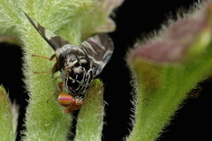 Cecidochares connexa