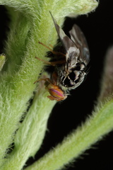 Cecidochares connexa