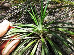 Celmisia major major