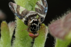 Cecidochares connexa