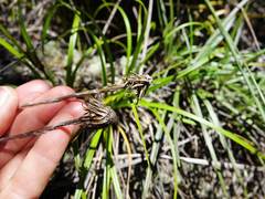 Celmisia major major