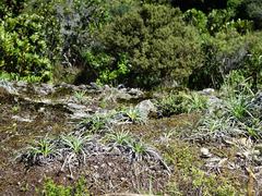 Celmisia major major