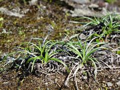 Celmisia major major