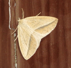Lychnosea intermicata