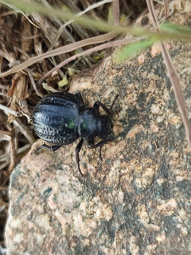 Pimelia monilis