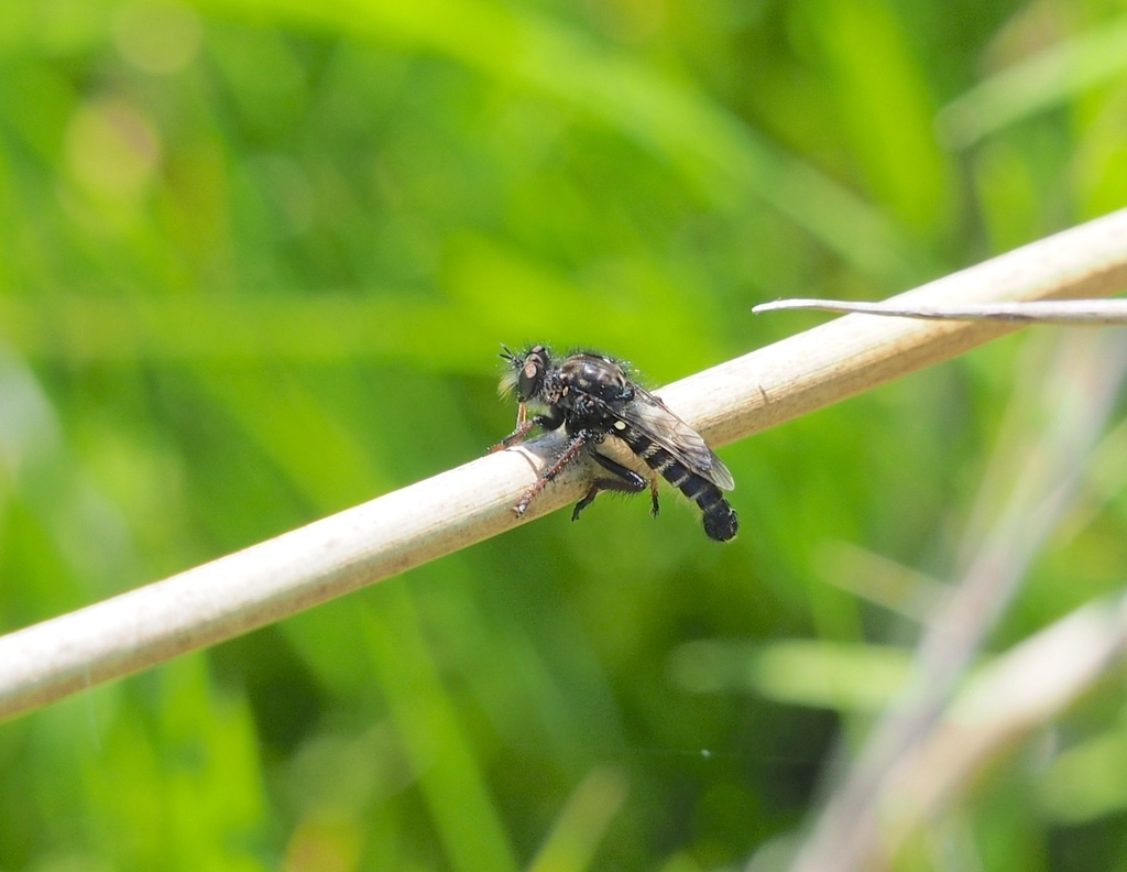 Cyrtopogon maculipennis