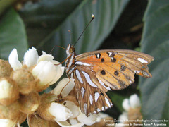 Dione vanillae maculosa