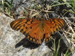 Dione vanillae maculosa