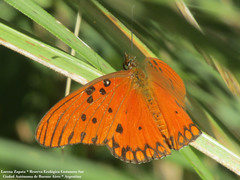 Dione vanillae maculosa