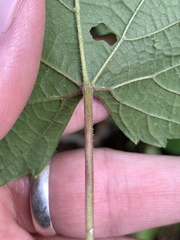 Vitis cinerea baileyana