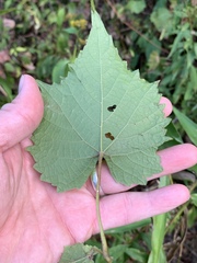 Vitis cinerea baileyana