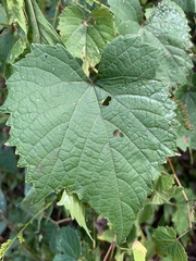Vitis cinerea baileyana