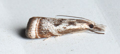 Microcrambus elegans image