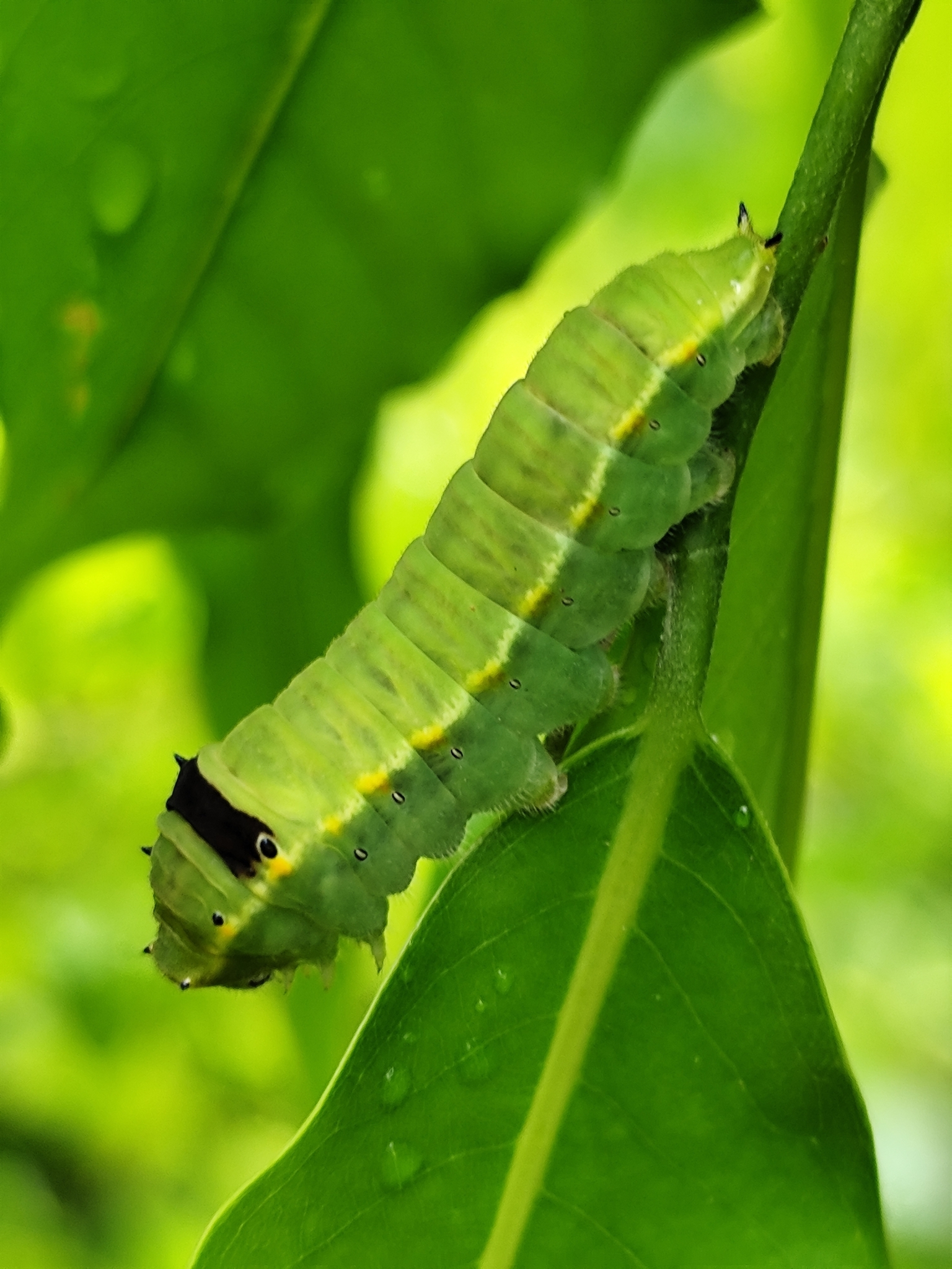 Spot Swordtail