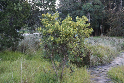 Wattleleaf Conebush (Leucadendron macowanii)