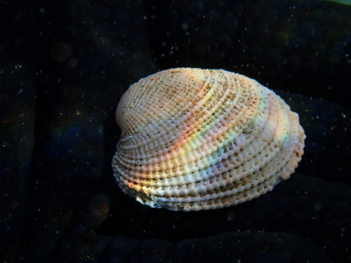 Antigona reticulata observed 2025-06-16