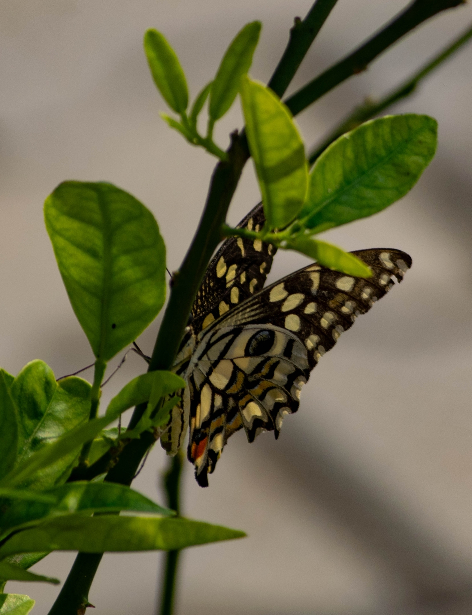 Lime Swallowtail