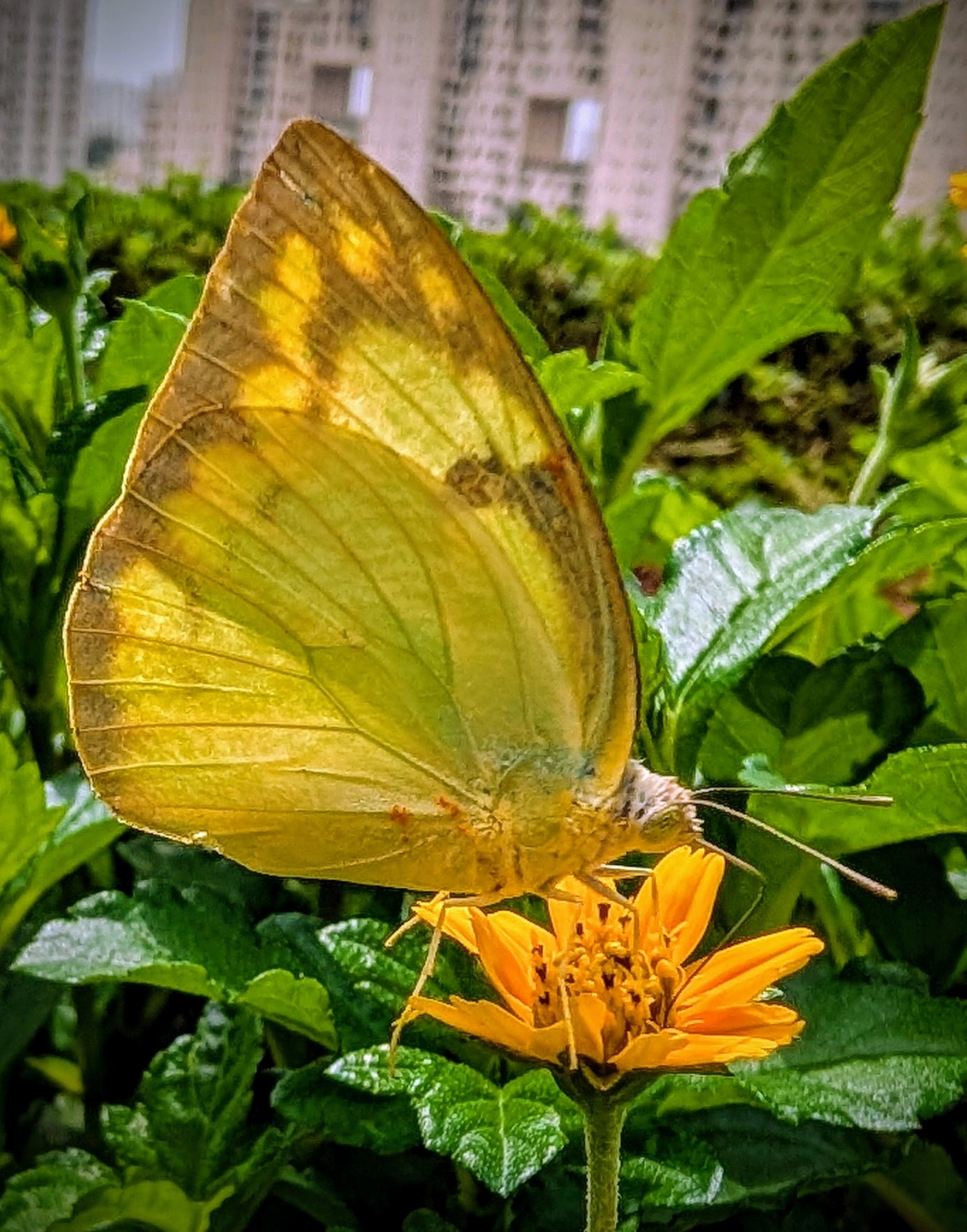 Lemon Emigrant