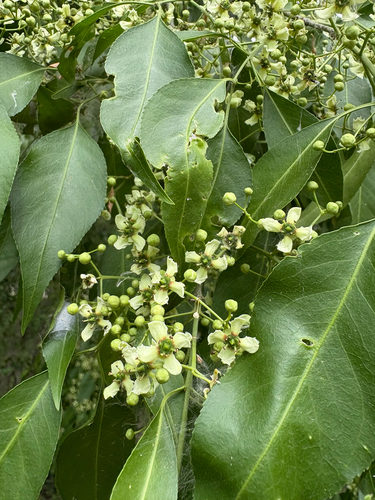 Euonymus maackii
