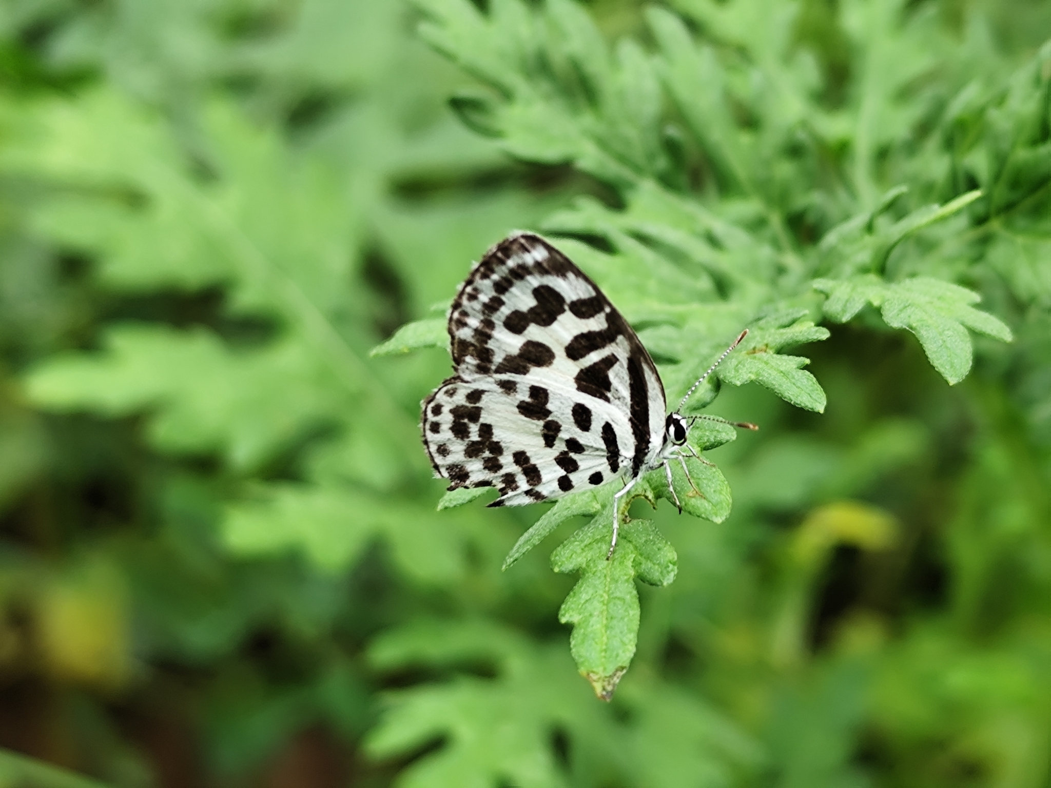 Common Pierrot