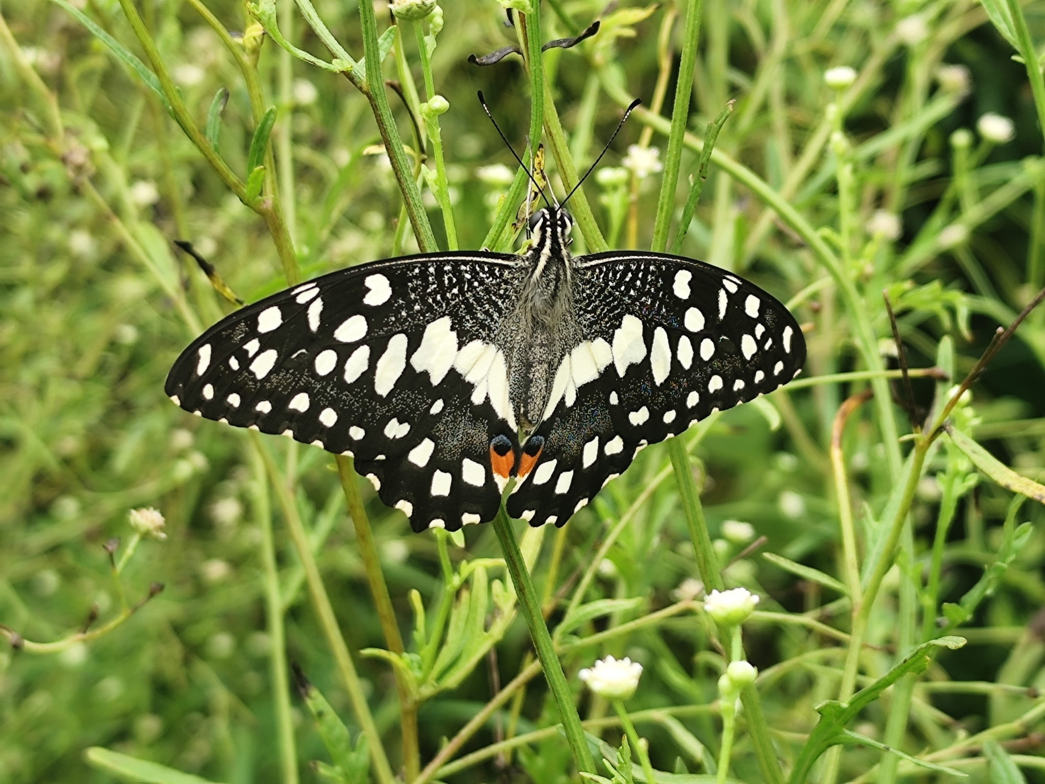 Lime Swallowtail