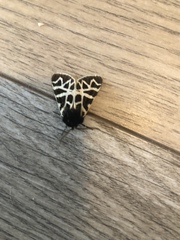 Apantesis nevadensis