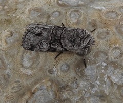 Sympistis chionanthi