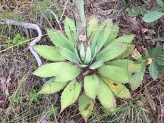 Agave nuusaviorum
