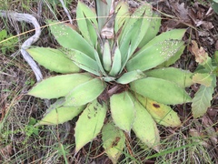 Agave nuusaviorum