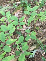 Lonicera canadensis