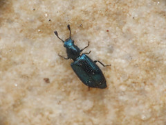 Necrobia violacea