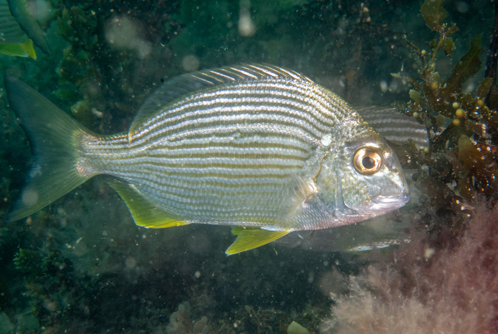 Goldlined Seabream