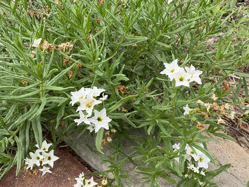 Siberian Sea-rosemary