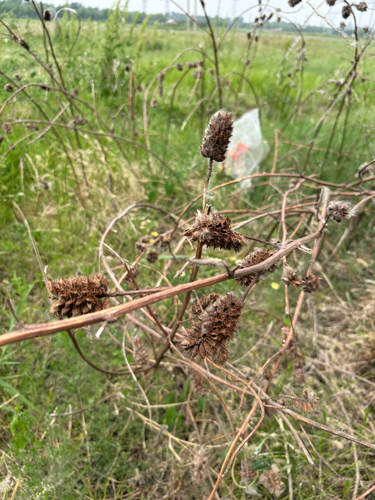 Glycyrrhiza pallidiflora