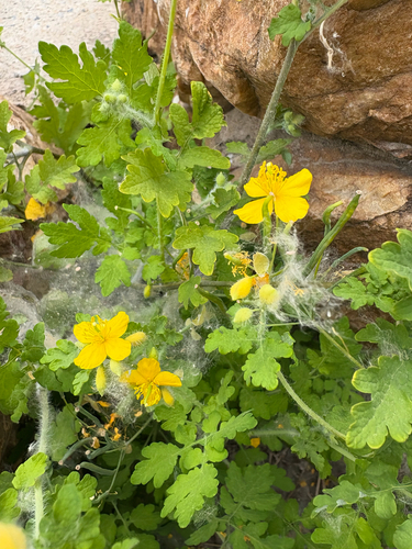 Asian celandine