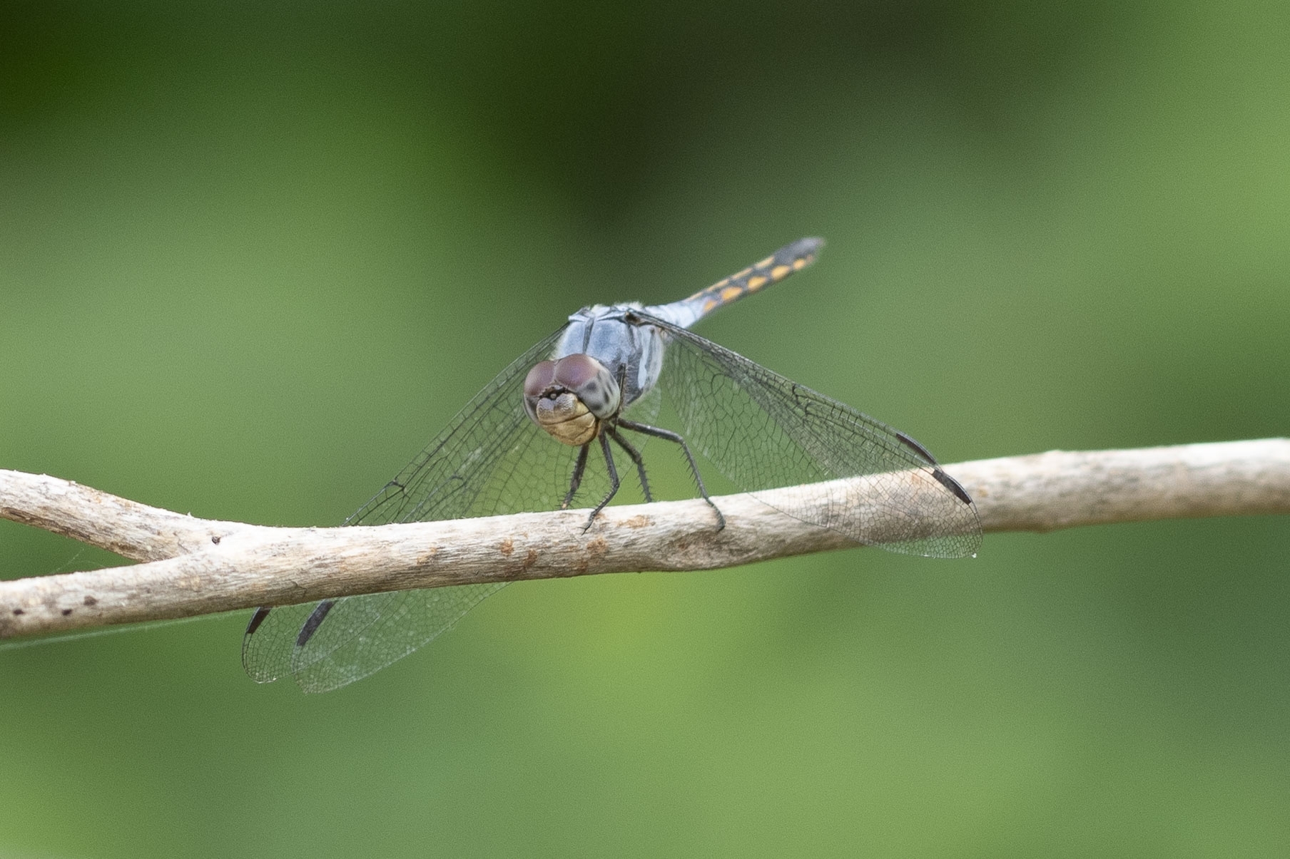 Yellow-Tailed Ashy Skimmer