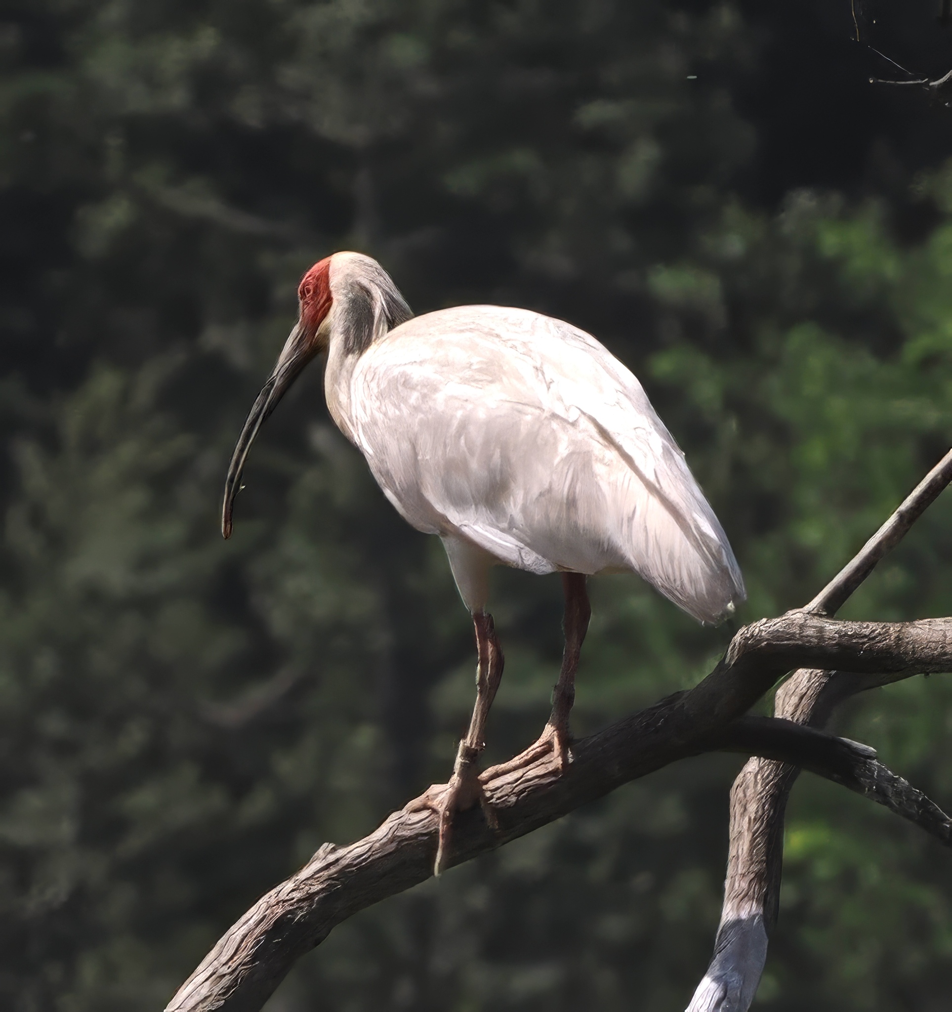 Crested Ibis