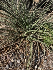 Hesperaloe parviflora