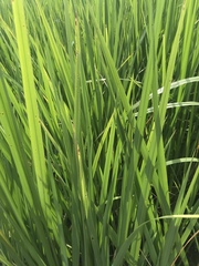 Zizaniopsis miliacea