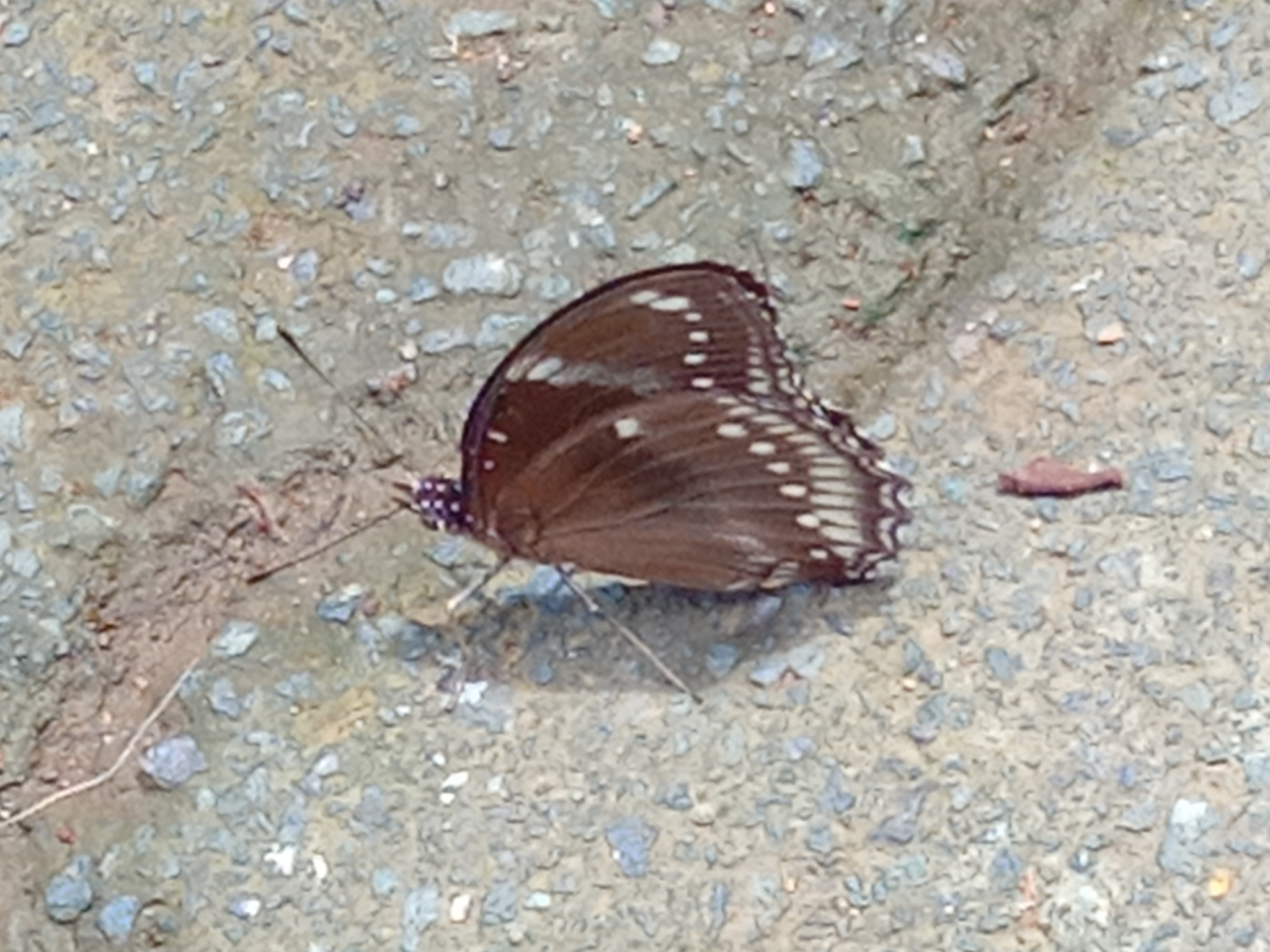 Great Eggfly