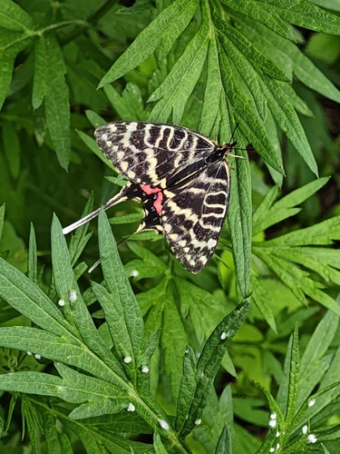 Dragon Swallowtail
