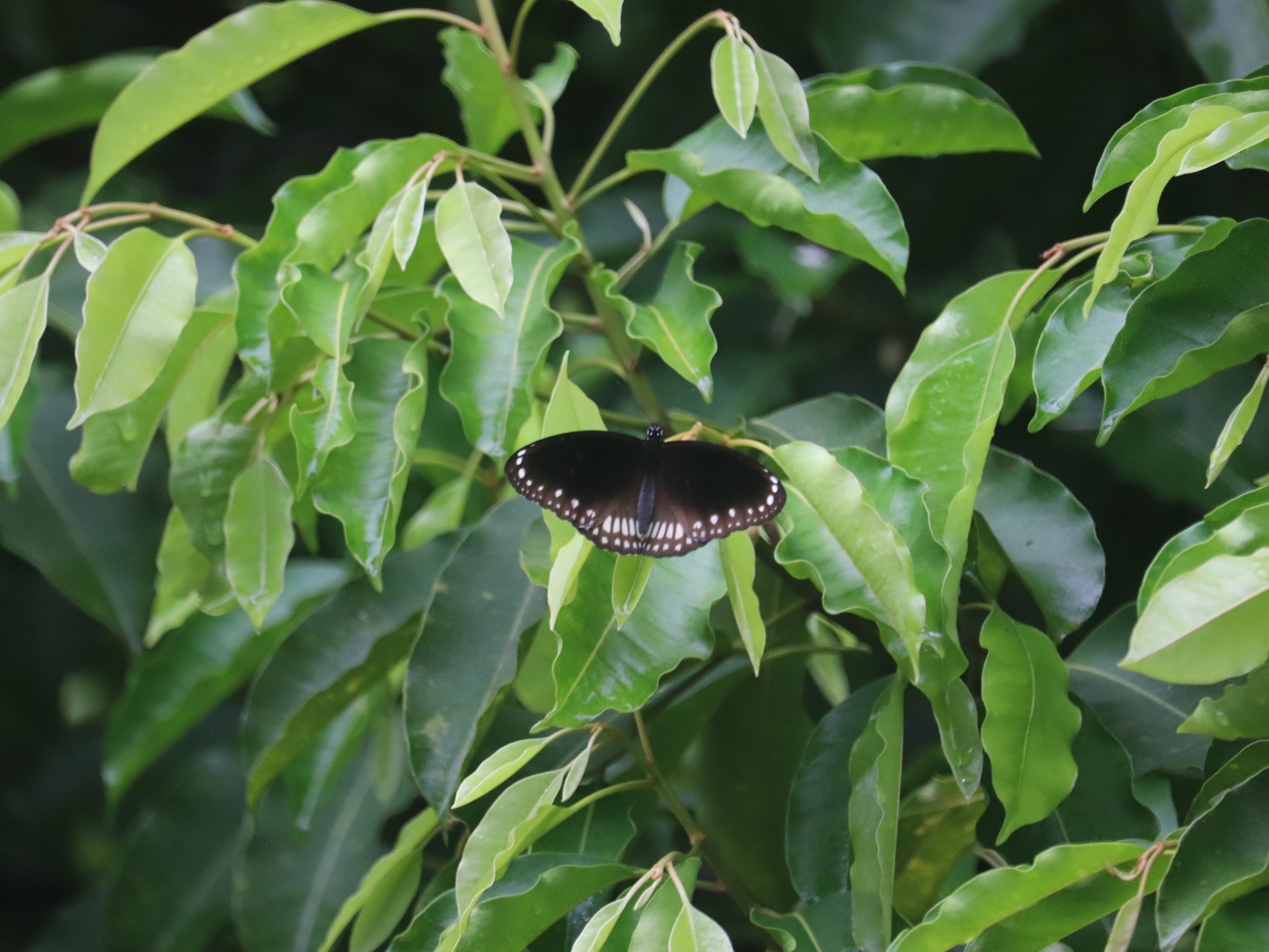Common Crow