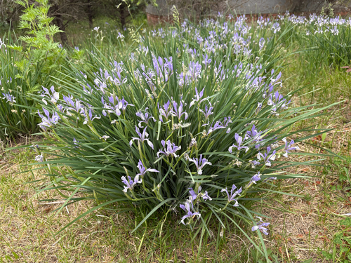 Iris oxypetala