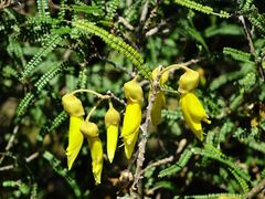 Sophora fulvida